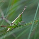 All green